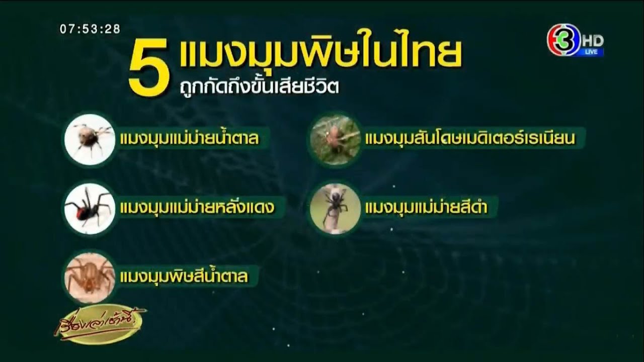 หญิงกระบี่ถูกแมงมุมกัด อาการยังน่าเป็นห่วง - เปิด 5 สายพันธุ์แมงมุม โดนกัดอาจตายได้