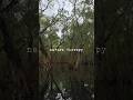 The Art of Stillness | Nature Therapy & Reflections #shorts
