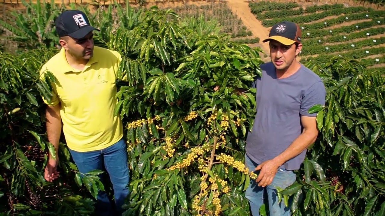 Café Arábica - Cultivares 785 Amarelo, 785 Vermelho e Arara