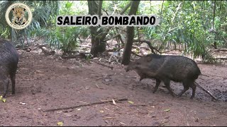 O saleiro esta bombando. animais selvagens na natureza.