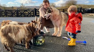Giant Husky Meets And Reacts To Goats For The First Time! He's Hyper!!