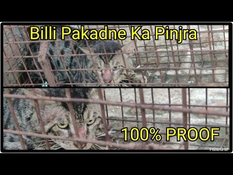 BILLI PAKADNE KA PINJRA || बिल्ली पकड़ने का पिंजरा || How To Catch A CAT