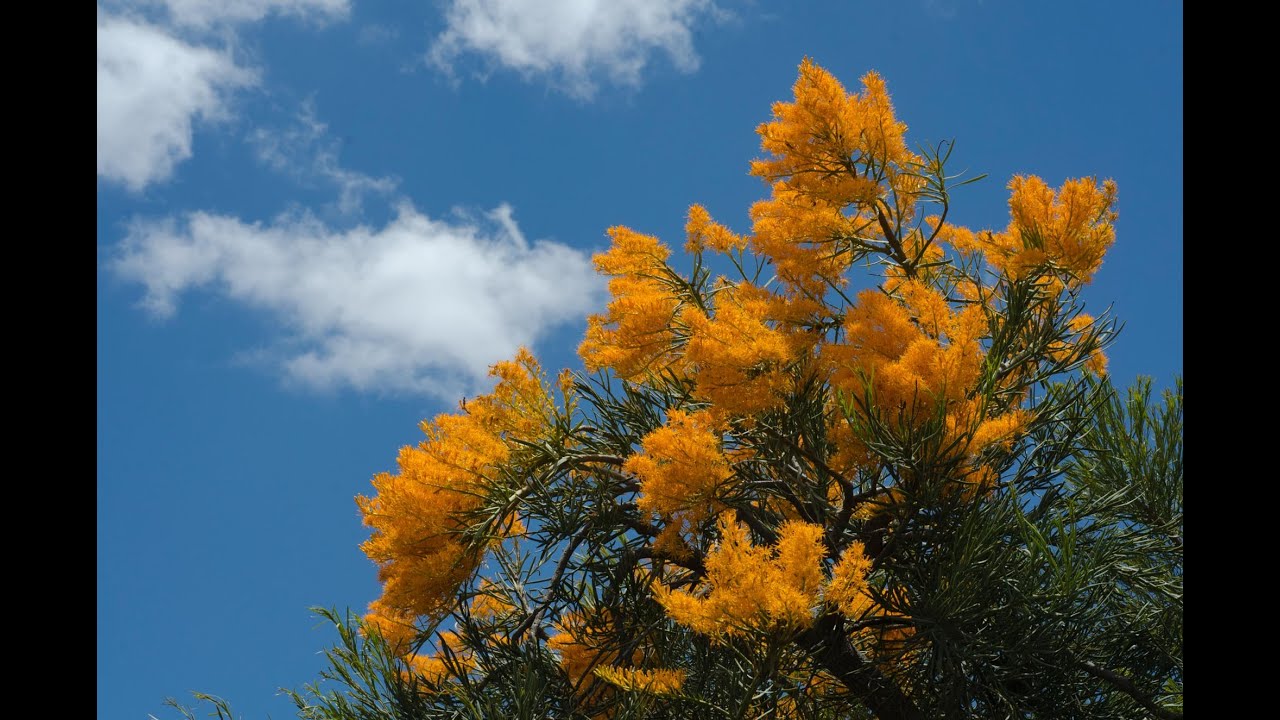 Trees of Warwick Conservation Area YouTube