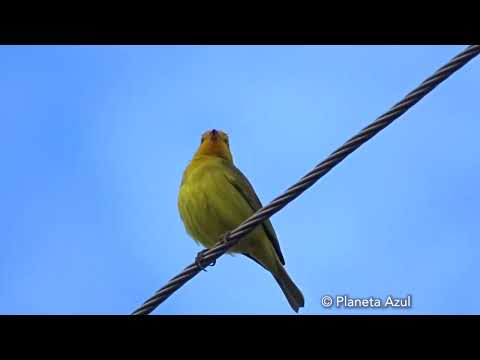 Canary singing
