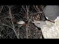 Охота фазана с рогаткой в ночью
