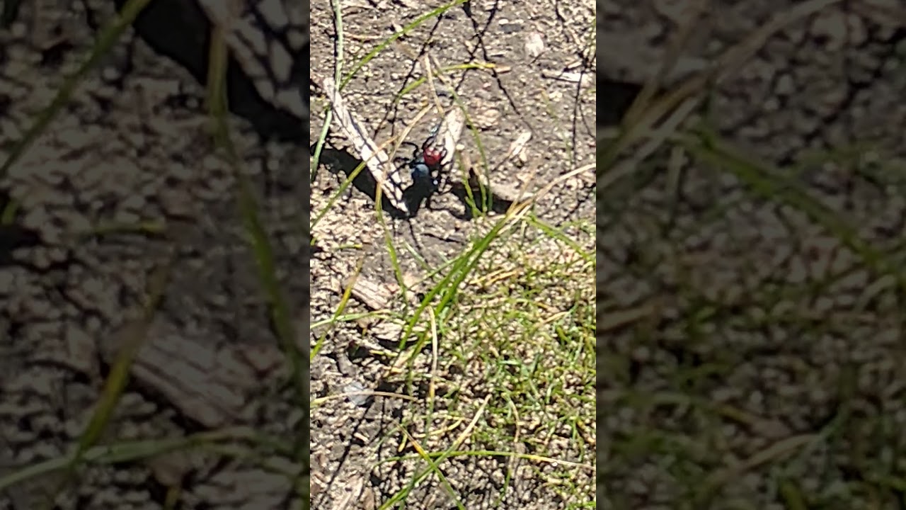 Red-Headed Mouse Spider Video
