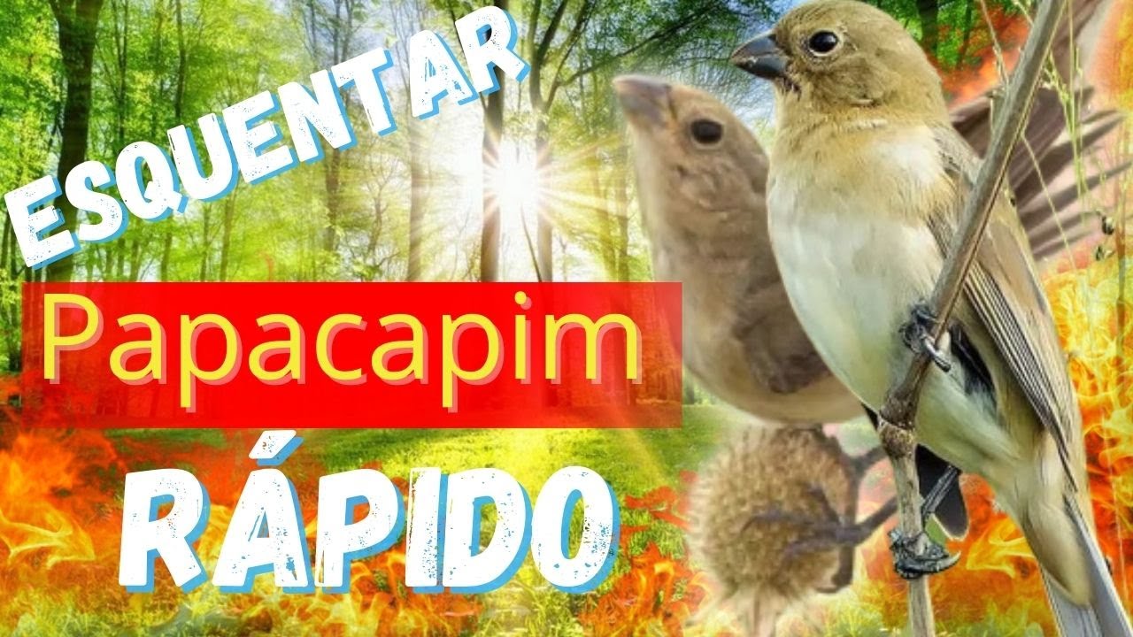 Fêmea de Papa Capim Chamando APK for Android Download