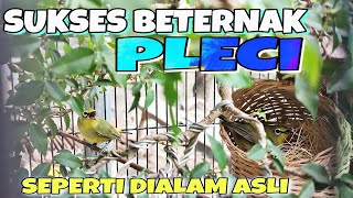 SUKSES BETERNAK BURUNG PLECI 🔴cara beternak burung pleci terlengkap