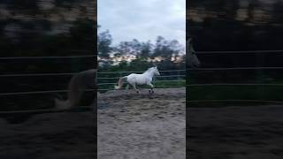 Mythical Zorra sporthorse free time relax like subscribe #horses #equestrian #horseriding #animals