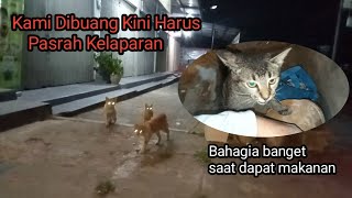 Download Lagu SEDEKAH SUBUH DENGAN KUCING KUCING JALANAN YANG KELAPARAN MP3 Download Lagu SEDEKAH SUBUH DENGAN KUCING KUCING JALANAN YANG KELAPARAN MP3