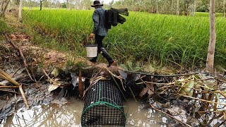 ดักกบสูตรนี้ขอแค่ให้มีตัวไม่เคยพลาด