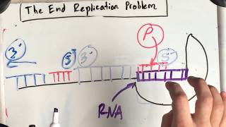 Okazaki Fragments, Telomerase, and Human Aging