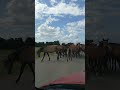 Ах, какие кони!#horses #animals #nature #лионарулит #кони #лошадь #степь