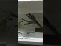Wow ada Kura-kura leher panjang 🐢