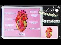 How to make Human Heart / Model of Human Clay Heart /  Science Clay heart/ 3D Heart Model.