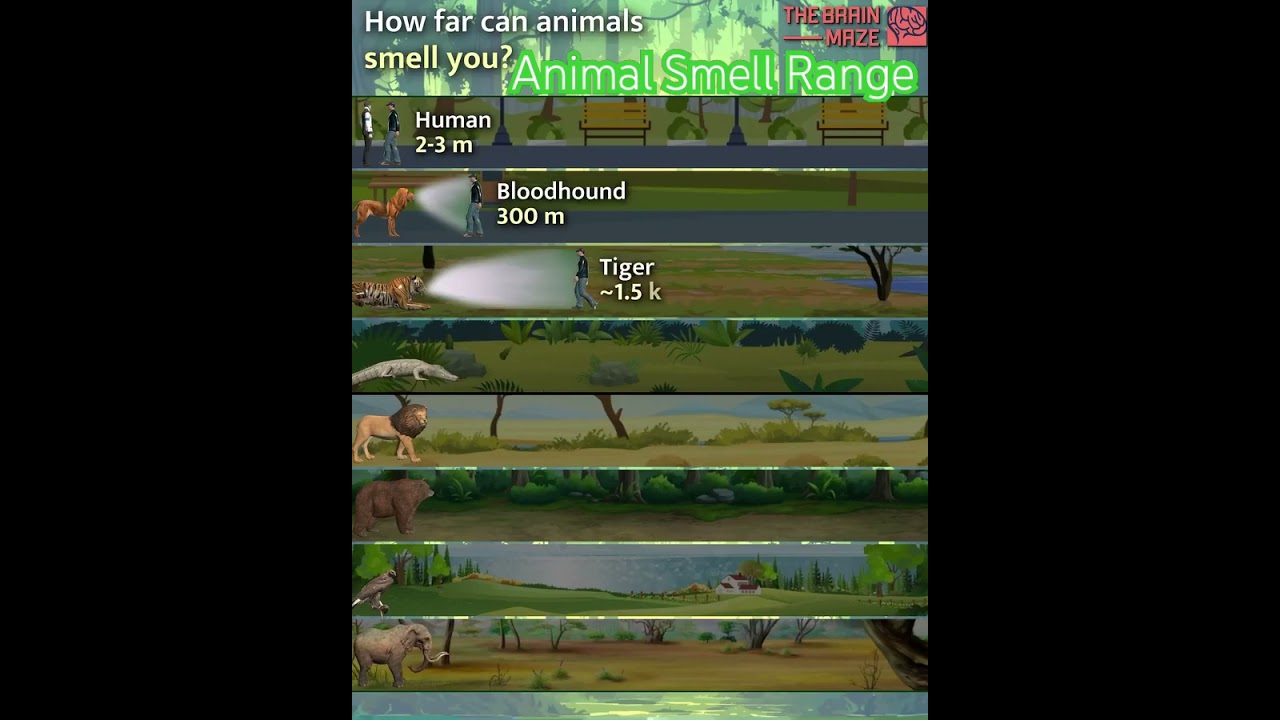 ✨ “Smell you from miles away!” — The Amazing Power of Smell in the Animal World!