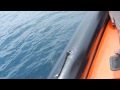Capture de la vidéo A Short Film Of Our Encounter With Wild Dolphins