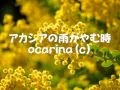 アカシアの雨がやむとき ocarina(C)