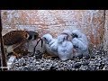Cornell American Kestrel Cam ~ Kestrel Chick Swallows LIVE Snake Whole! 6.27.18