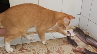 kucing oyen menangkap ikan lele by Hewan & peliharaan 164 views 4 months ago 4 minutes, 41 seconds