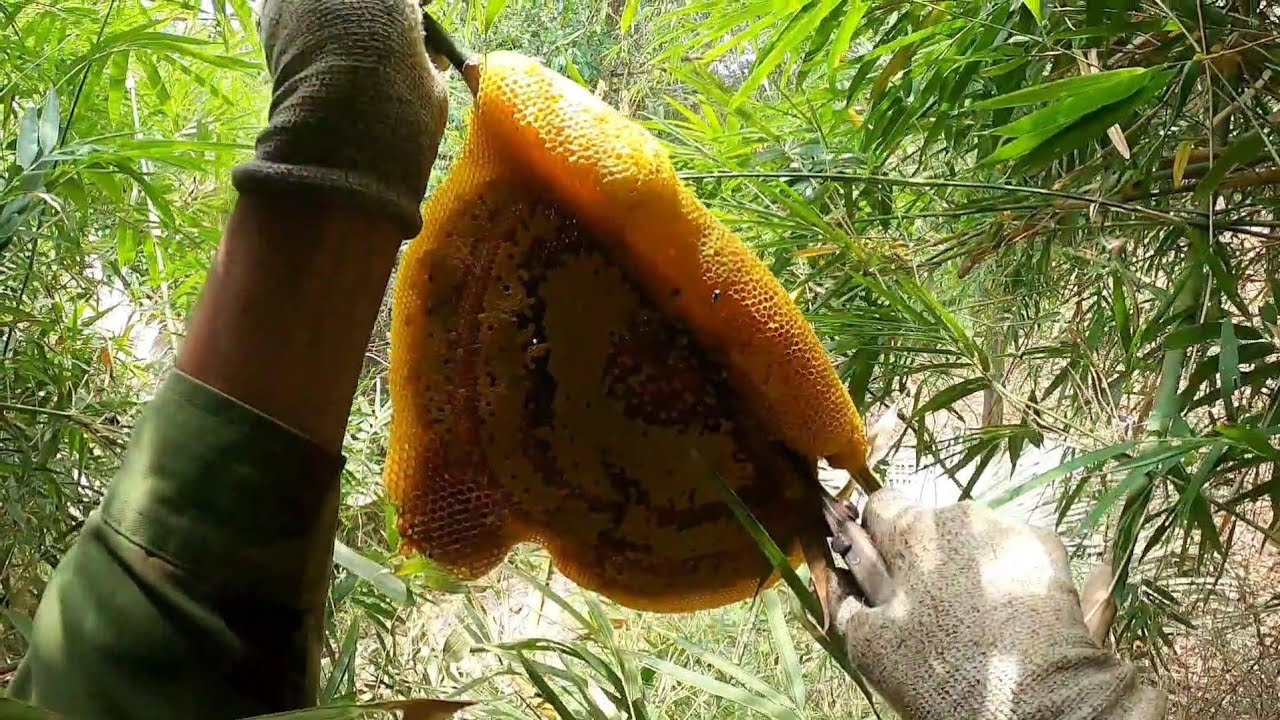 Hành trình săn ong ruồi ở tánh Linh Bình Thuận || nghĩa tình TV