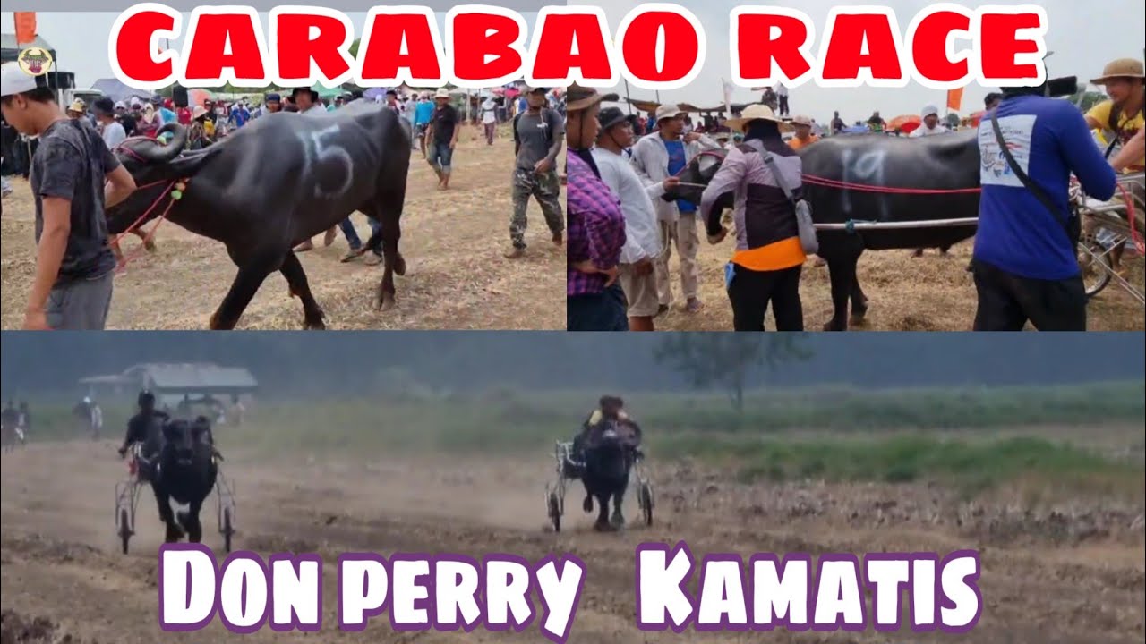 Carabao race/ karera ng kalabaw/ Don perry at kamatis ang nagharap sa ...