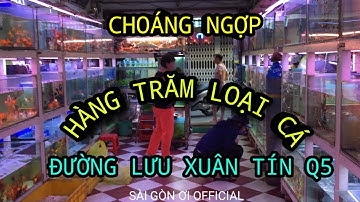 CHOÁNG NGỢP HÀNG TRĂM LOẠI CÁ CẢNH - ĐƯỜNG LƯU XUÂN TÍN QUẬN 5