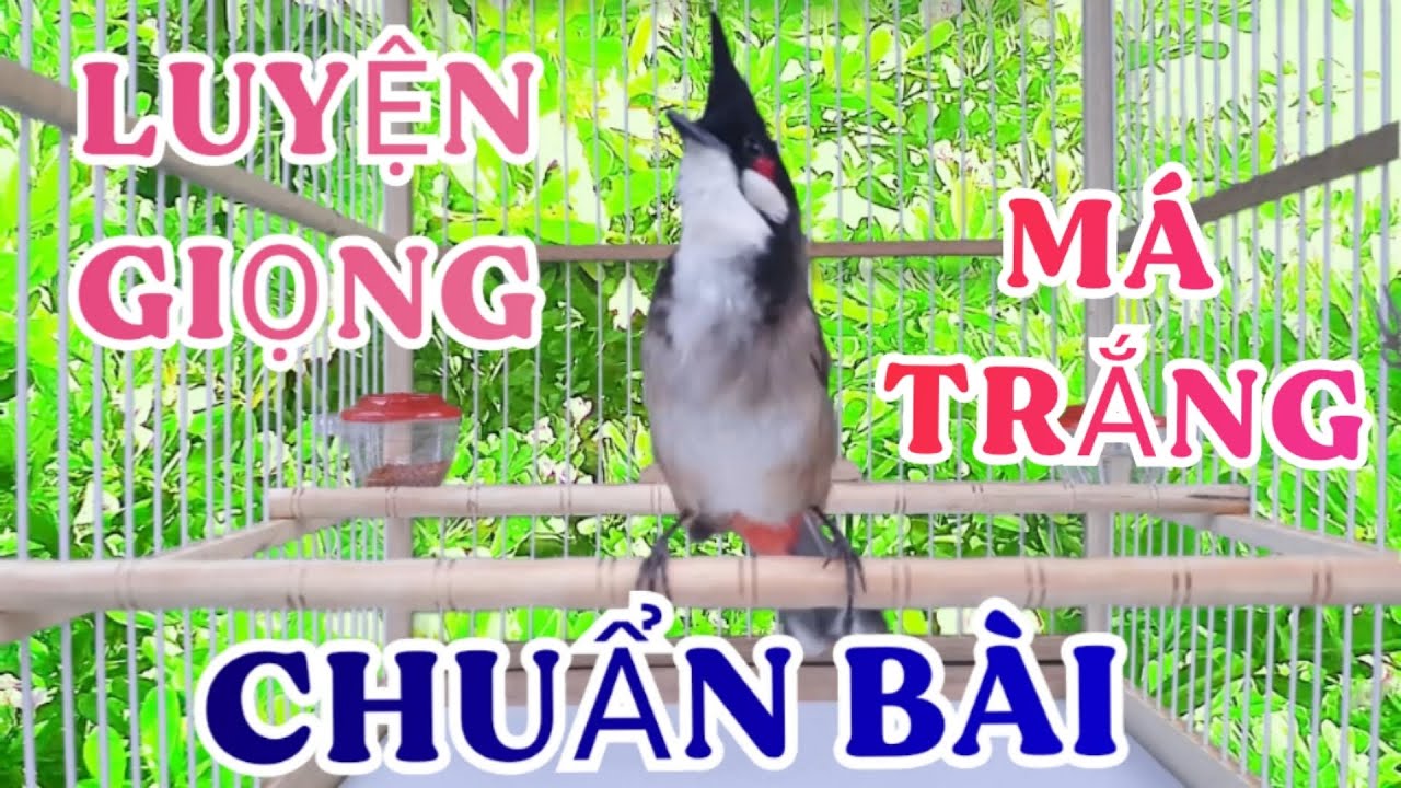 Luyện Chim Chào Mào Má Trắng Học Giọng Nhanh. Chào Mào Hót / Chào Mào Hót Đấu. Chào mào hót gọi bổi