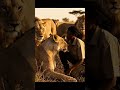 Woman Rushes To Save Pregnant Lioness From Giant Python You Won T Believe The Lions Response mp3