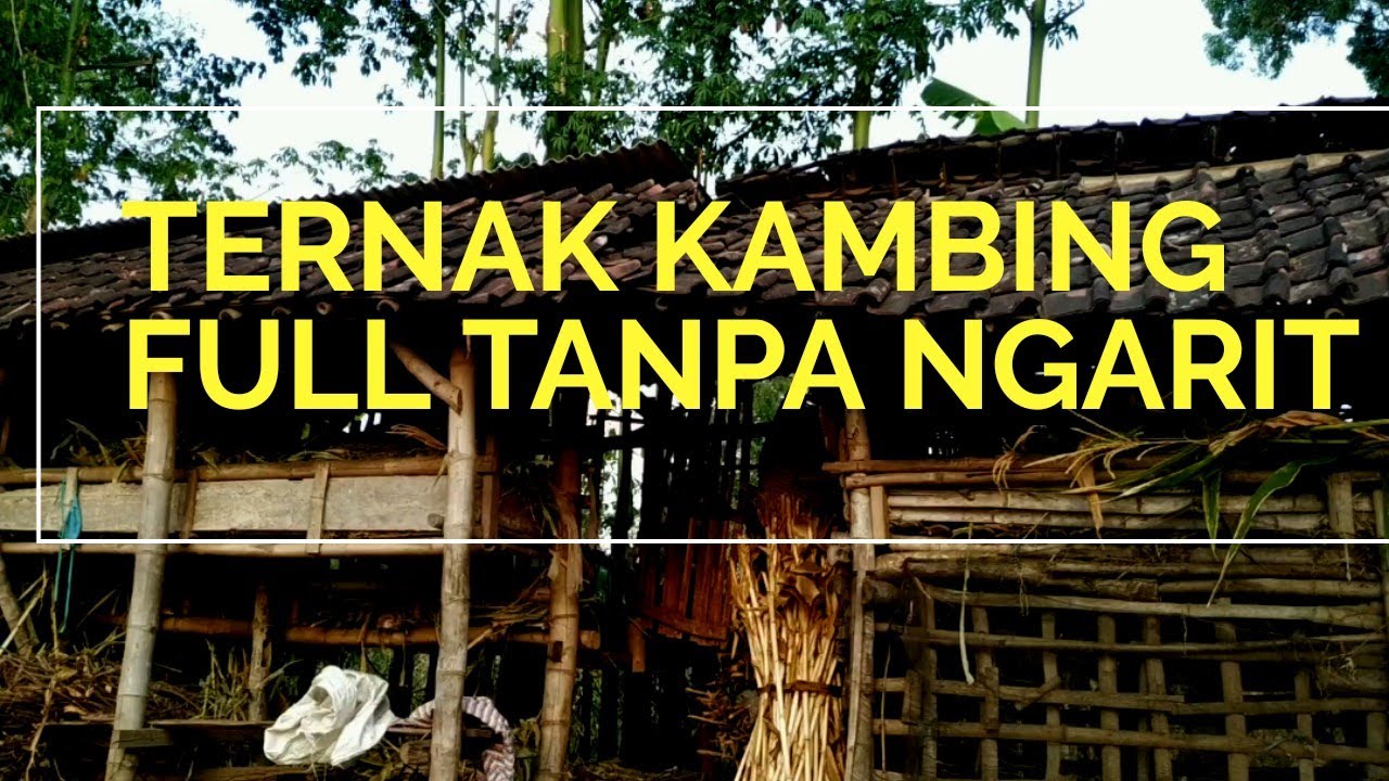 Bisnis Ternak Kambing Jawa Full Tanpa Ngarit | Tidak ada alasan lagi