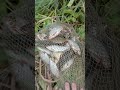 А рыбачил в майке, даже без 🐠👀✌️
