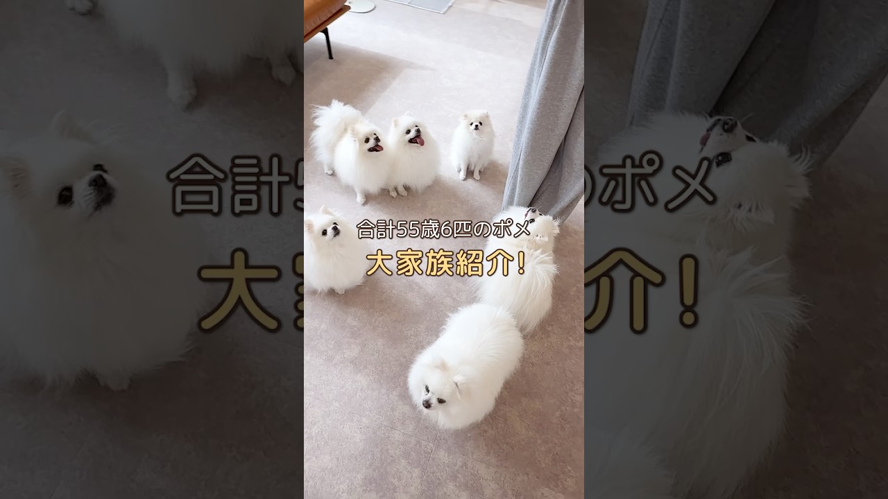合計55歳ポメファミリー紹介