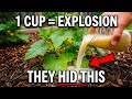 Vegetables Will Immediately Grow And Triple Your Yield — Water Once With This!
