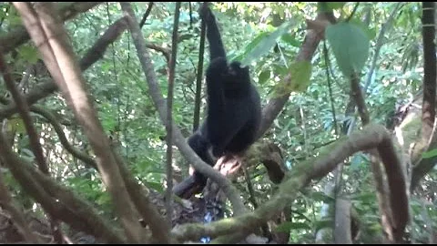 Rare Video of western Black Crested Gibbon Drinking Water at Tree Bottom - DayDayNews