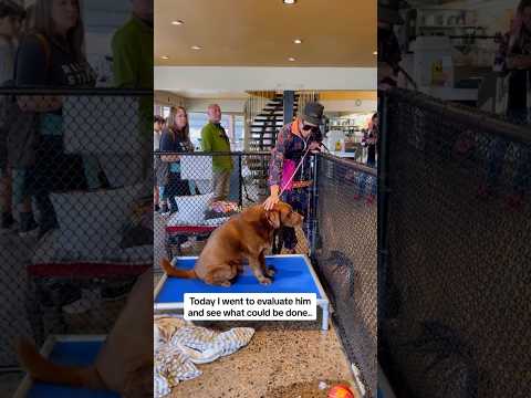Wideo: Pet Store Faces Hundreds of Animal Cruelty Charges, właściciel odmawia wszelkich roszczeń