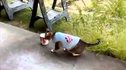 STEVE JONES AMAZING VIDEO