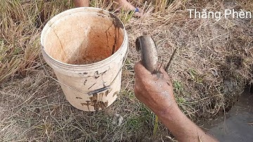Bắt cá cạn ở đường nước ruộng khi vừa thu hoạch lúa xong dính cá thấy mắt ham,/ Thằng