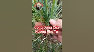 Bạn đã biết công dụng của Hương Phu Tử chưa?