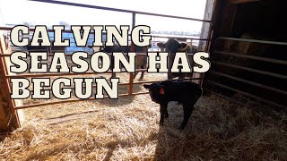 Set the calving barn up with Clint because the first baby calf was born!! by All Stock Hay  2,384 views 1 year ago 18 minutes