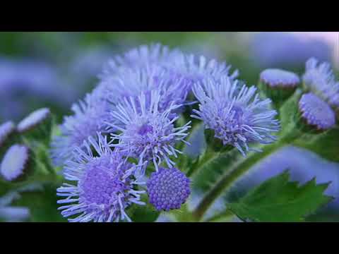 ቪዲዮ: የ Ageratum ረዥም አበባ