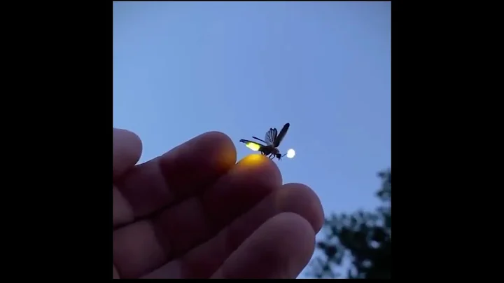 Fireflies, also known as lightning bugs, produce a "cold light" or reaction inside | Lighting Bug