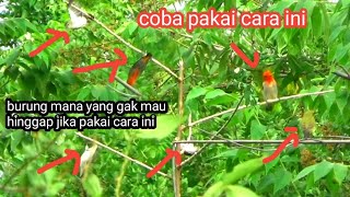 cara pikat burung kemade susah hinggap ke pulut