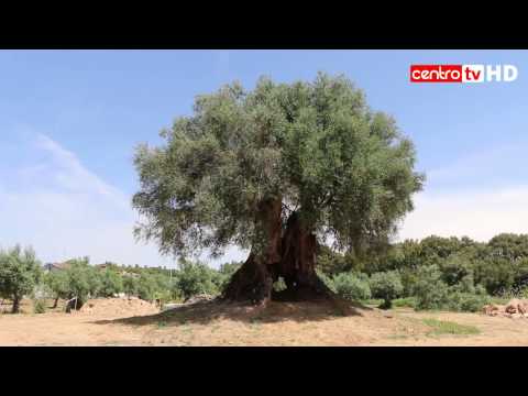 A mãe de todas as árvores. A mais antiga árvore de Portugal tem 3350 anos