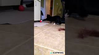 Who Says Cats Dont Play With Balls?? Canadian Mr. Cooper Is The Best Football Player