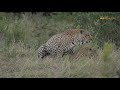 Leopards Mating Unlimitedly || Masai Mara || Wild Extracts
