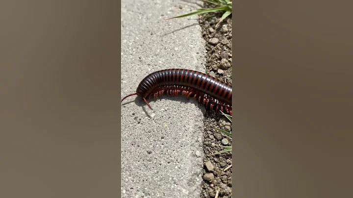 You Won’t Believe What Made This Monkey JUMP and Run! 😂🐒 #monkey #funny #animals