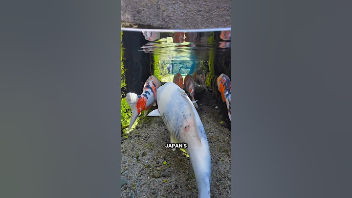 Koi Fish In Street Gutter #shorts #youtubeshorts #viralshorts #facts #amazingfacts