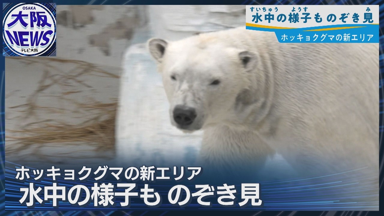 Tennoji Zoo's polar bear, Hou-chan] New enclosure with underwater