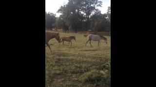 Pair red Sorrel mule foals. Flashy 1 filly 1 horse mule. 2 weeks age apart. Call 903-701-1322. New B