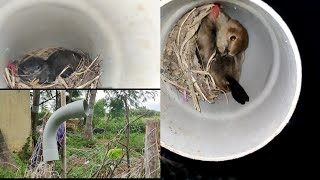 Bird House In PUC Pipe | smart Bird House 🐤🐦🐤🐦🐤🐦🐤🐦🐤🐦🐤🦢🦆🦅🕊️🦢🦆🦅🕊️🐧🐦🐥🐤🐣🐓🐔🦃